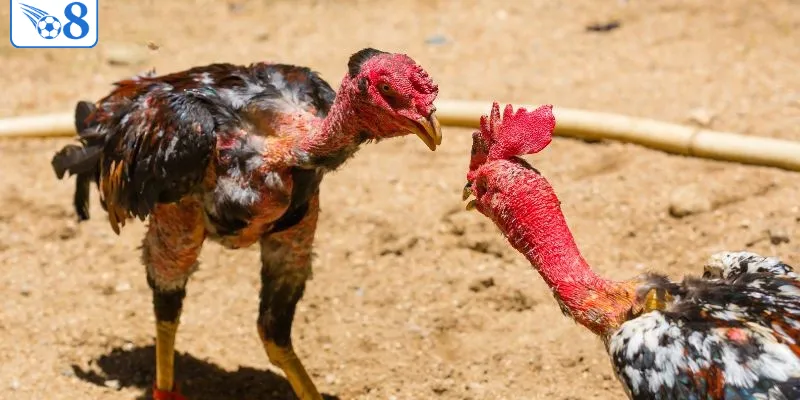 Đá gà là game được yêu thích nhất tại O8